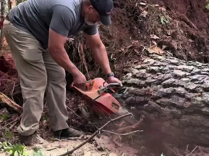 Crew member bucking a downed oak with a chainsaw
