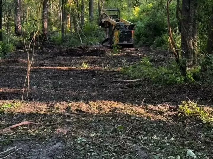 Understory mulched clean beneath standing pines