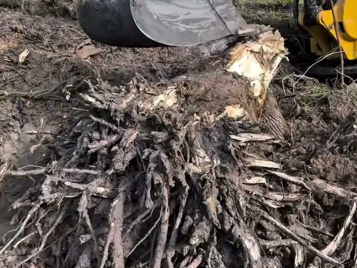 Excavator bucket digging roots out of the ground