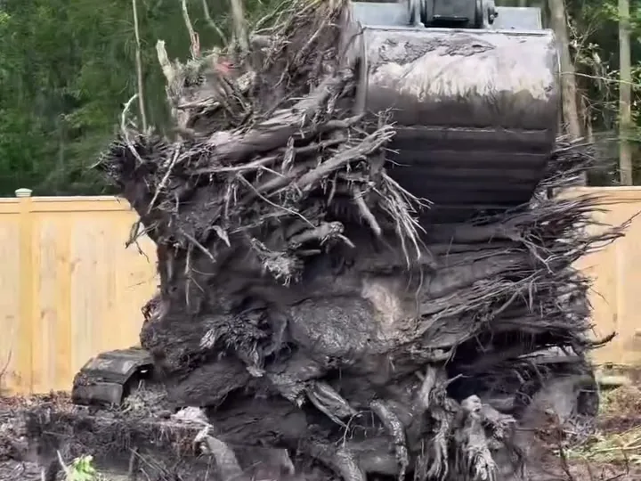 Stump removal: a pine stump dug out whole with its root ball, held up by the excavator bucket