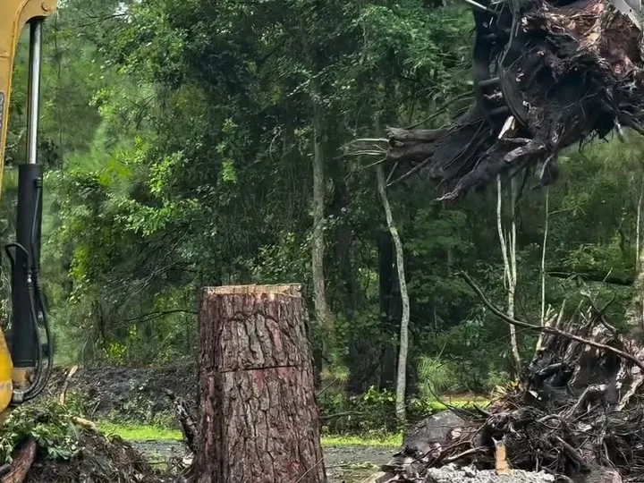 Large pine stump beside the excavator before dig-out
