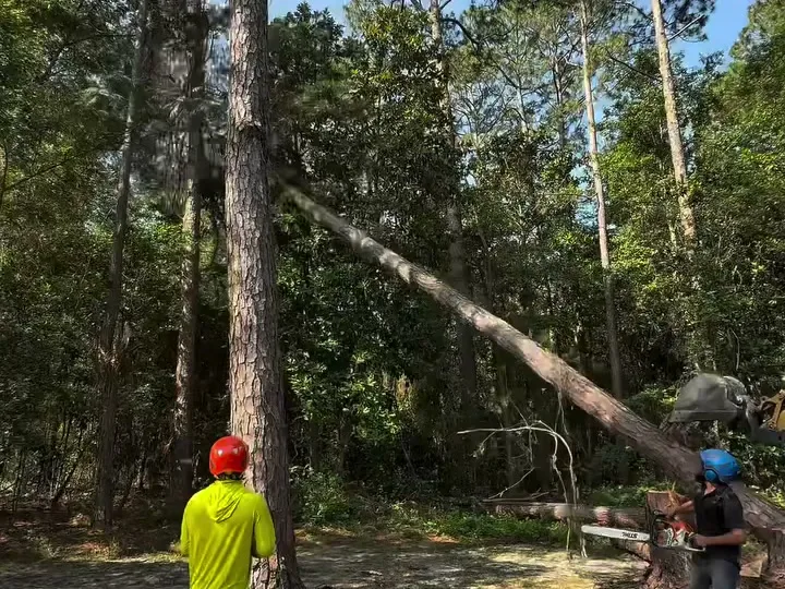Tree Removal in Statesboro, GA