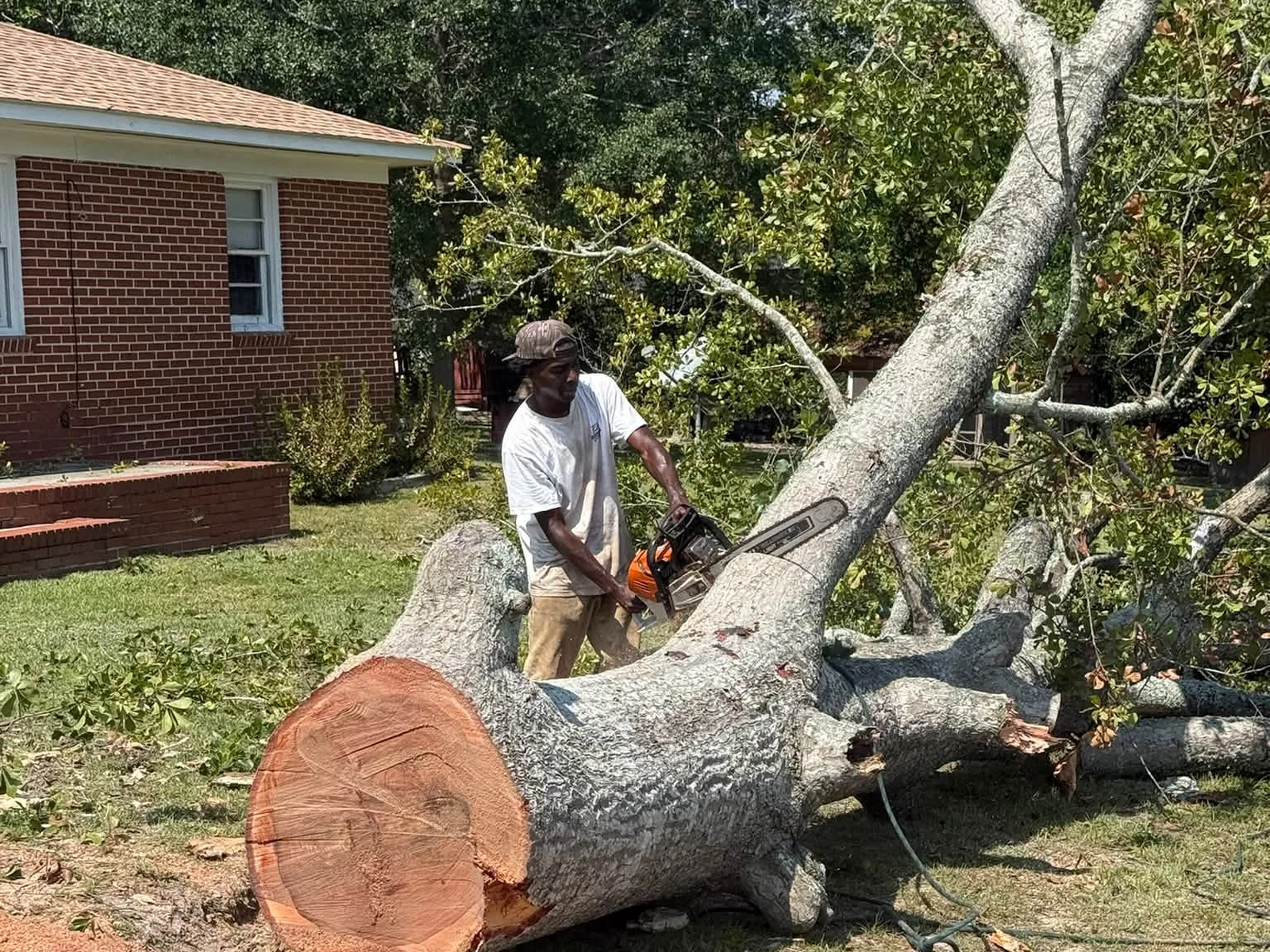Sawyer bucking a big felled oak on a front lawn with the root plate behind